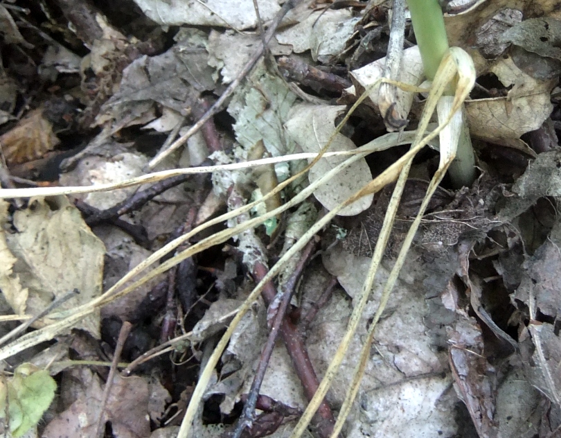 Image of Ornithogalum arcuatum specimen.