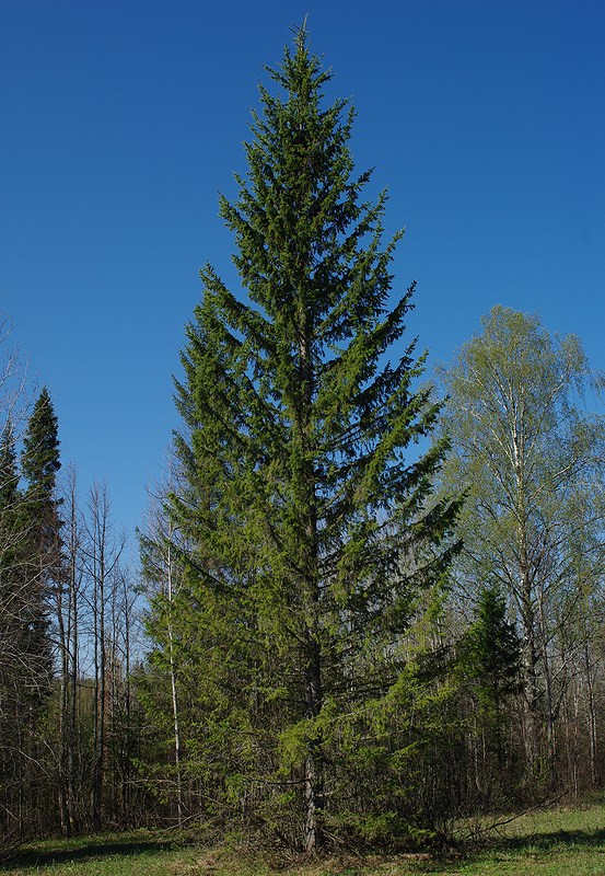 Изображение особи Picea obovata.