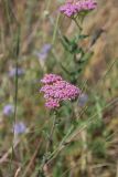 Achillea millefolium