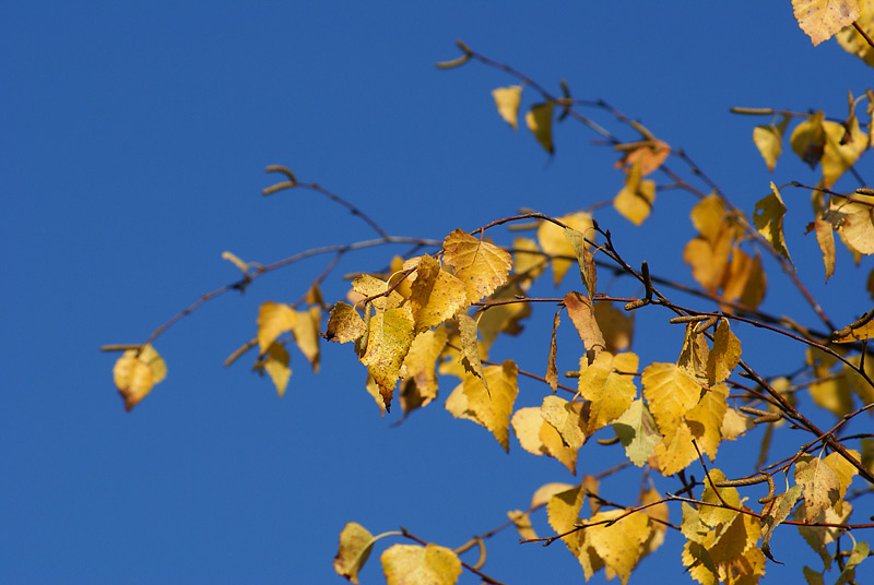 Изображение особи Betula pendula.