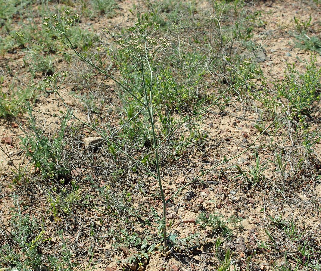 Image of Oedibasis apiculata specimen.