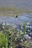 Persicaria amphibia. Цветущие растения с сидящей на соцветии стрекозой-красоткой Calopteryx splendens. Южный Казахстан, ущелье реки Боролдай. 11.07.2011.