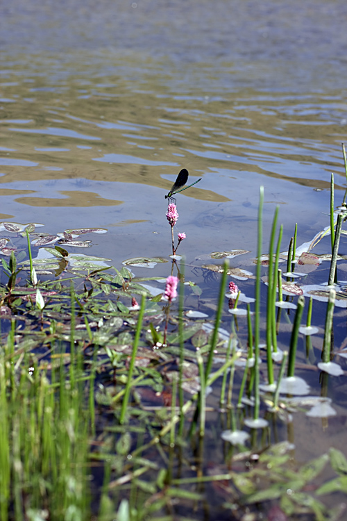 Image of Persicaria amphibia specimen.