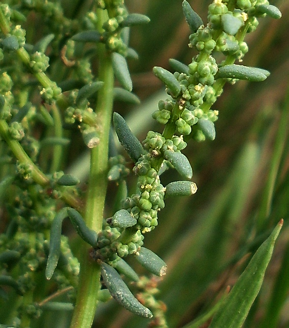 Image of Suaeda prostrata specimen.