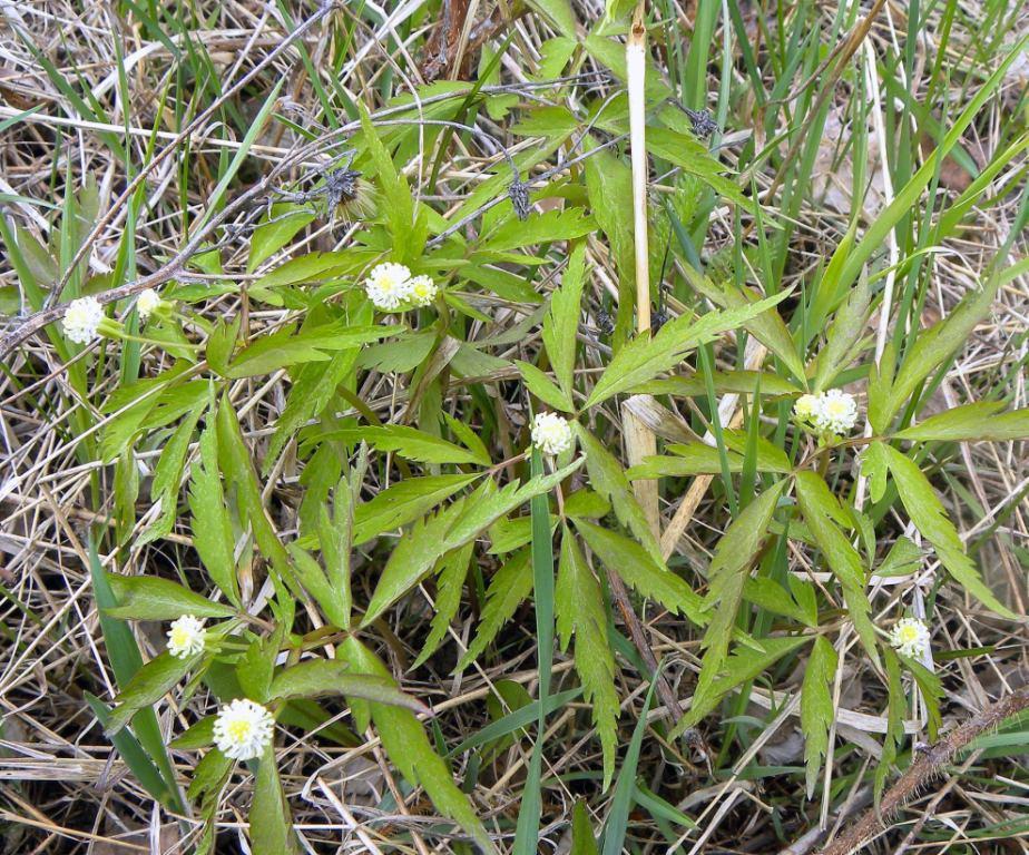 Image of Anemone reflexa specimen.