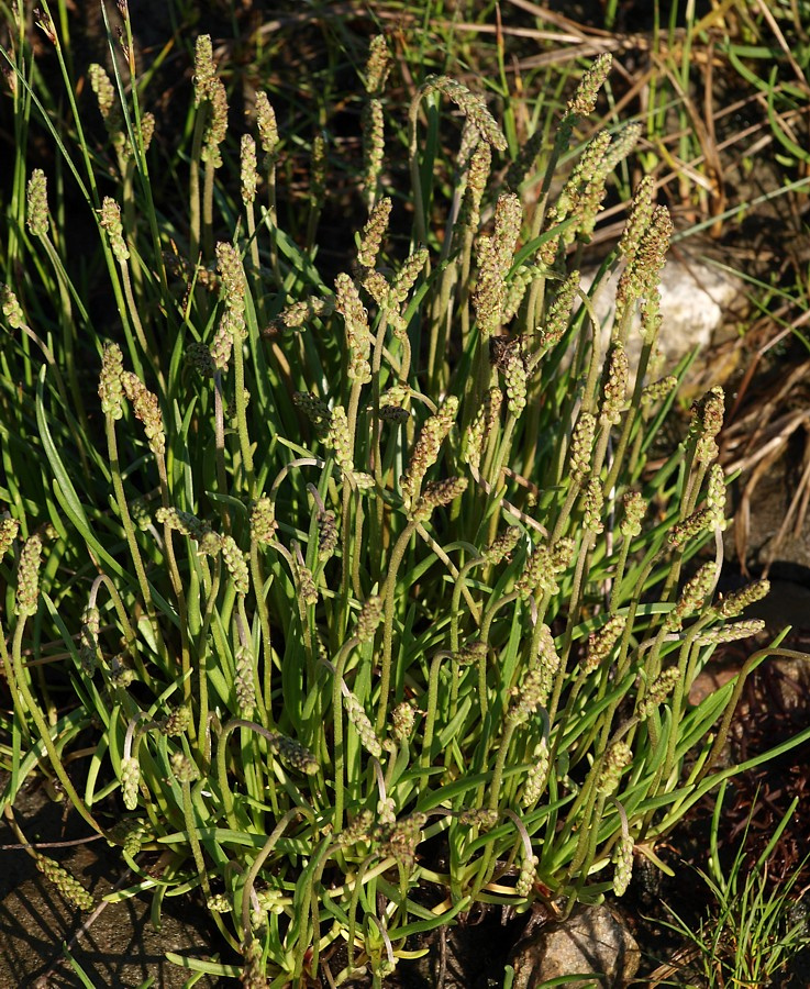 Image of Plantago maritima specimen.