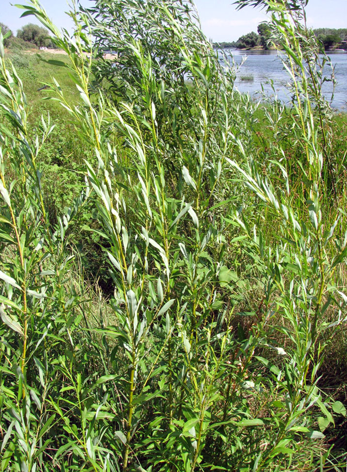 Image of Salix &times; undulata specimen.