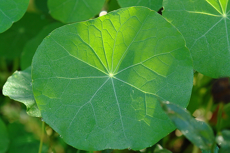 Изображение особи Tropaeolum majus.