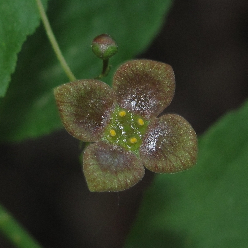 Image of Euonymus verrucosus specimen.