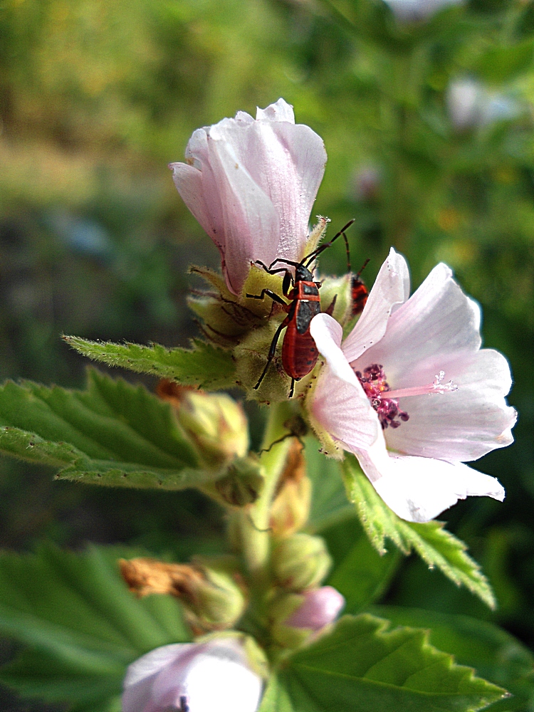 Image of Althaea officinalis specimen.