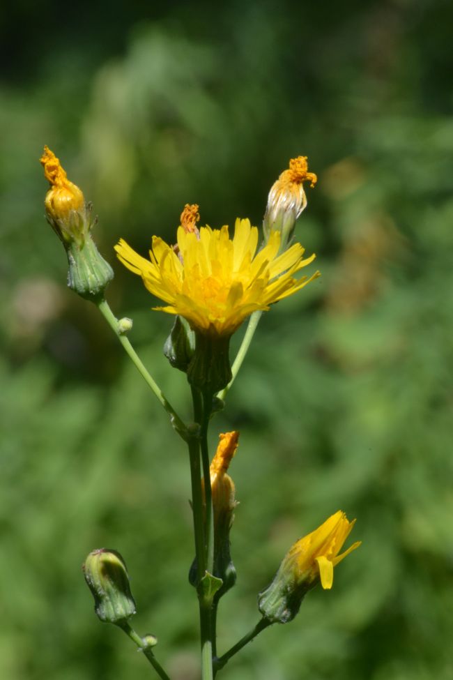 Image of Sonchus arvensis ssp. uliginosus specimen.