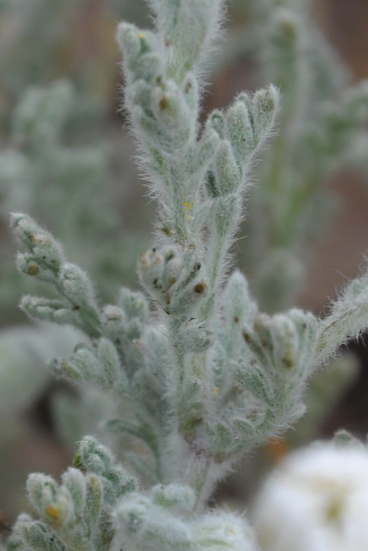 Image of Anthemis tomentosa specimen.