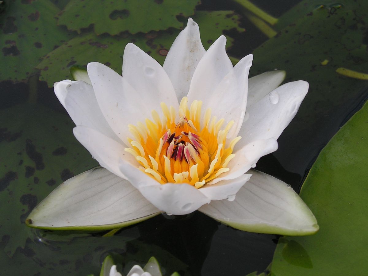 Изображение особи Nymphaea tetragona.