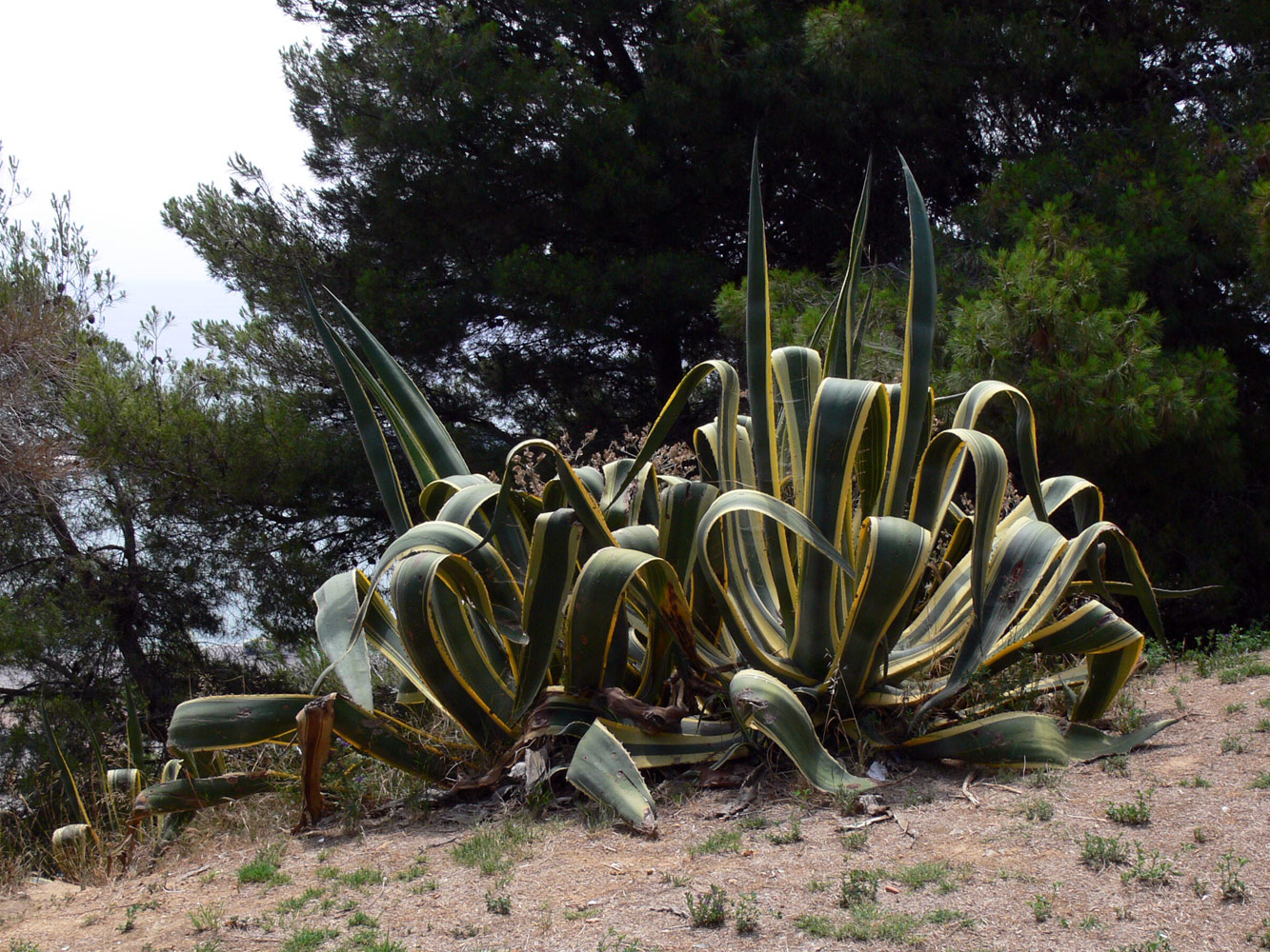 Image of Agave americana var. marginata specimen.