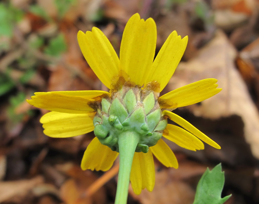 Image of Glebionis segetum specimen.