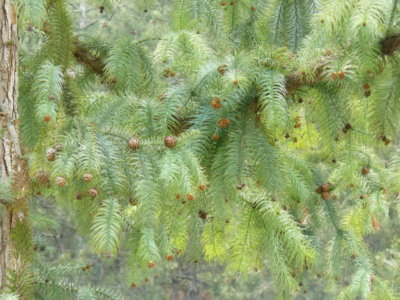 Image of Cunninghamia lanceolata specimen.