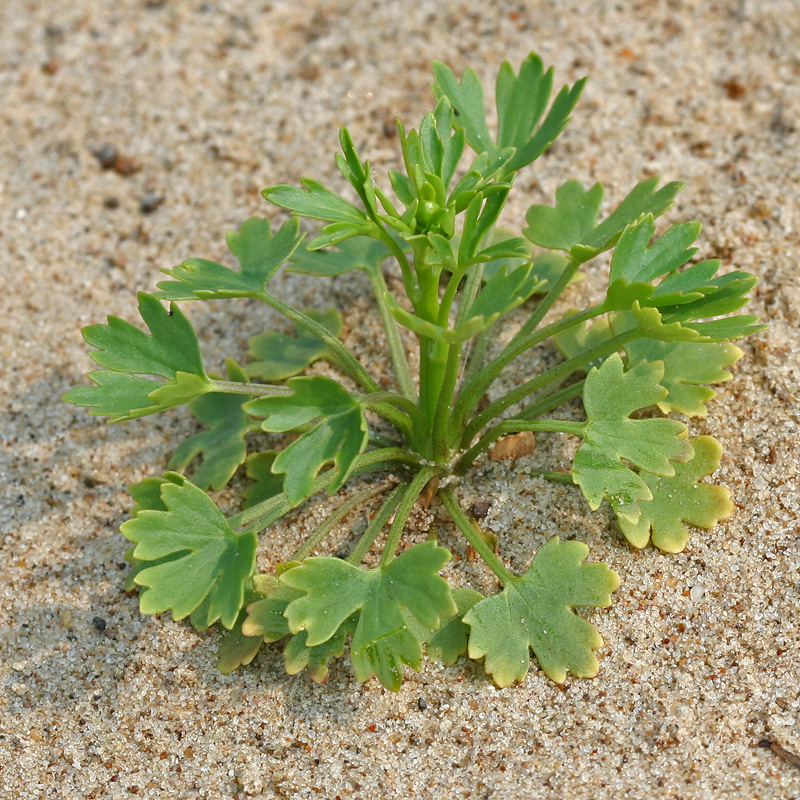 Image of Ranunculus sceleratus specimen.