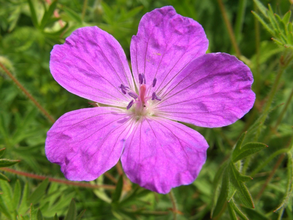 Image of Geranium sanguineum specimen.