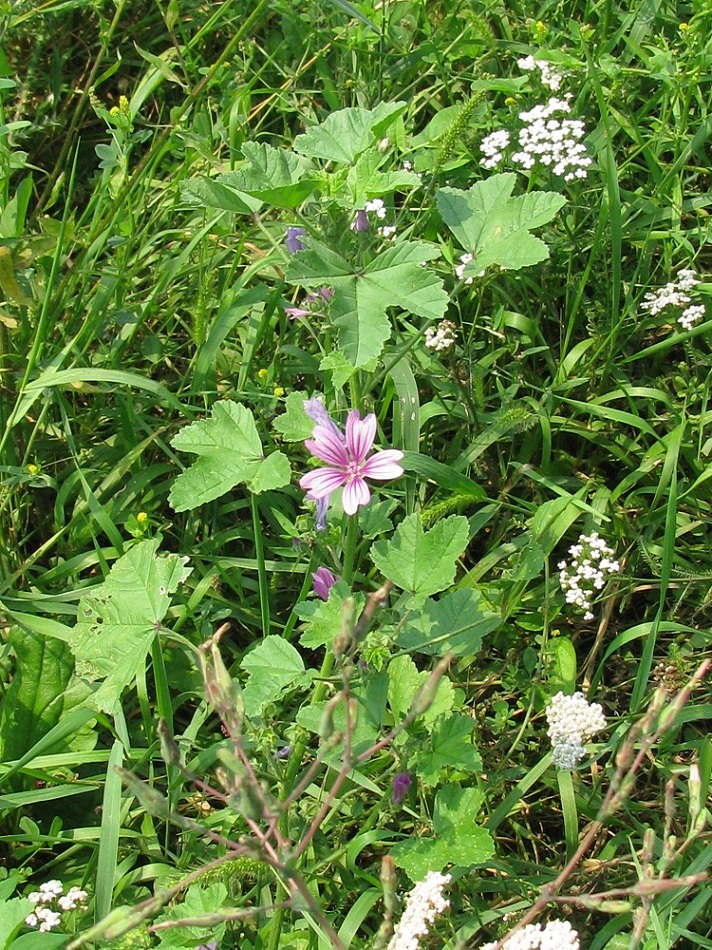 Image of Malva sylvestris specimen.