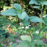 Solanum pseudocapsicum