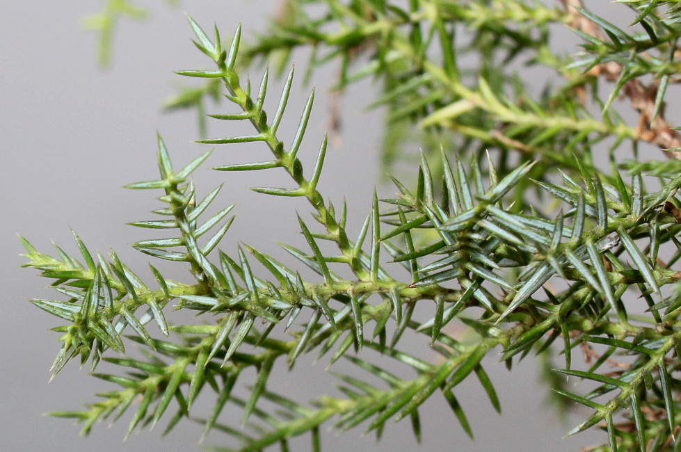 Изображение особи Juniperus &times; pfitzeriana.