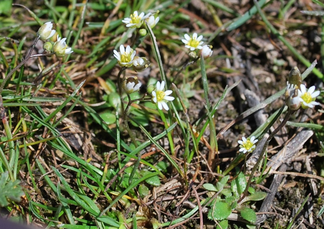 Image of Erophila verna specimen.