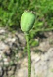 Papaver stevenianum. Плод. Крым, Симферополь, Петровские скалы. 20 мая 2009 г.