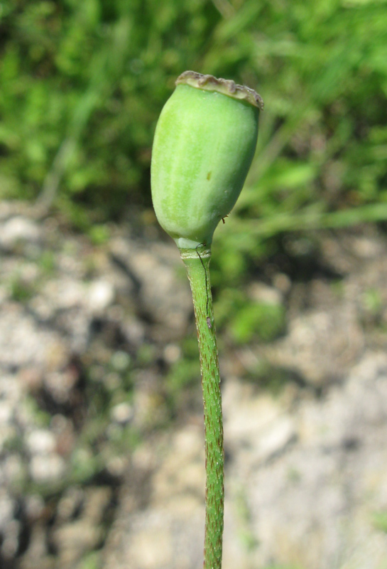 Image of Papaver stevenianum specimen.