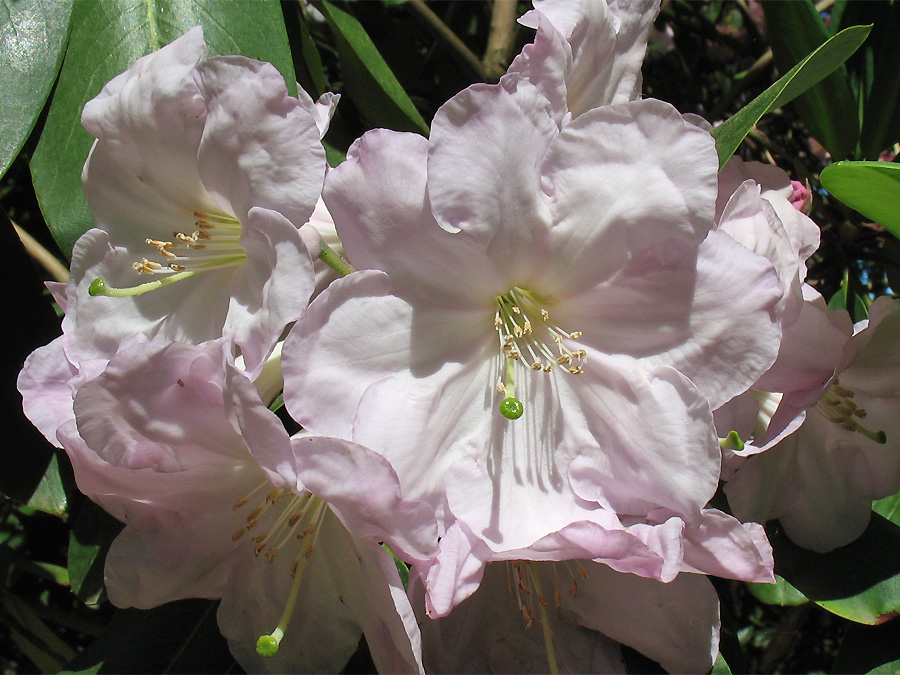 Изображение особи Rhododendron fortunei.