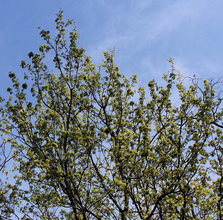 Image of Acer monspessulanum specimen.