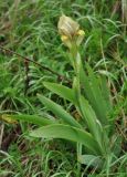 Iris imbricata. Цветущее растение. Нагорный Карабах, Шаумянский р-н, ущелье р. Тартар. 08.05.2013.