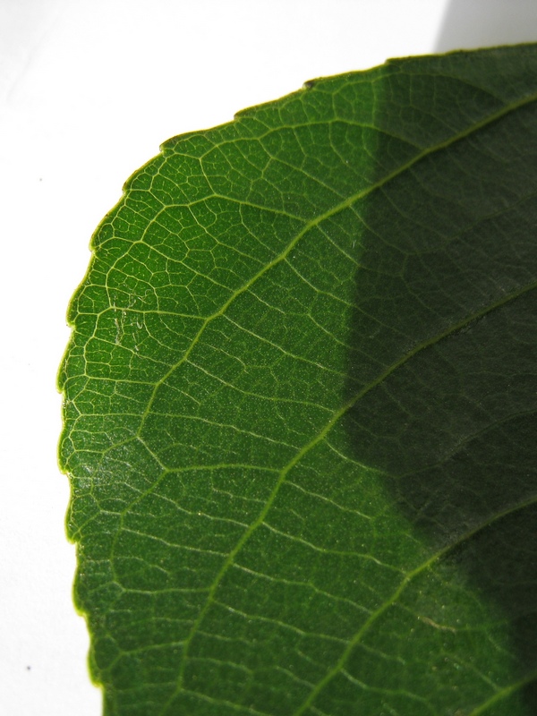 Image of Populus balsamifera specimen.