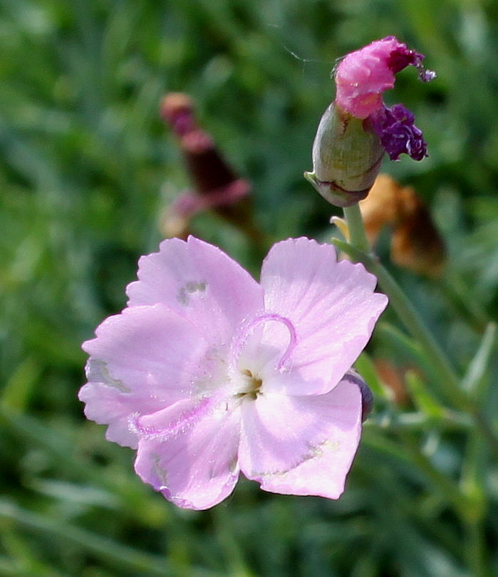 Изображение особи Dianthus subacaulis.