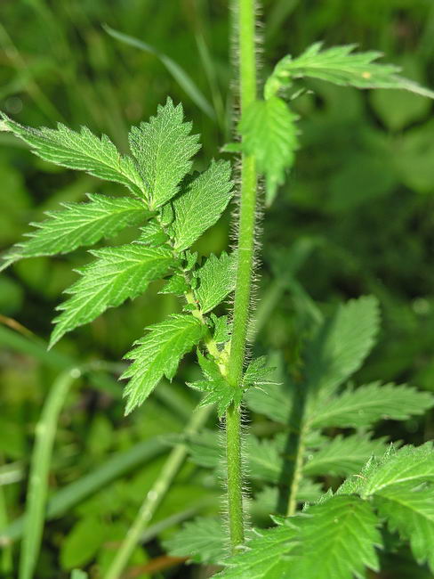 Изображение особи Agrimonia eupatoria.