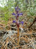 Orobanche coerulescens. Цветущее растение. Якутия, Хангаласский улус, долина р. Синей. Июль 2013 г.