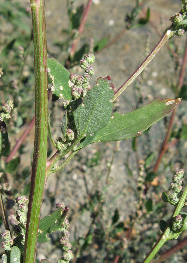 Изображение особи Chenopodium album.