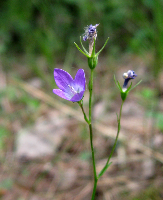 Изображение особи Campanula patula.