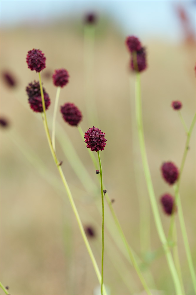 Image of Sanguisorba officinalis specimen.