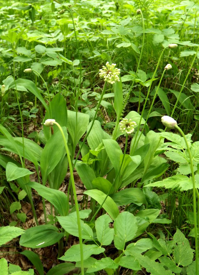 Image of Allium microdictyon specimen.