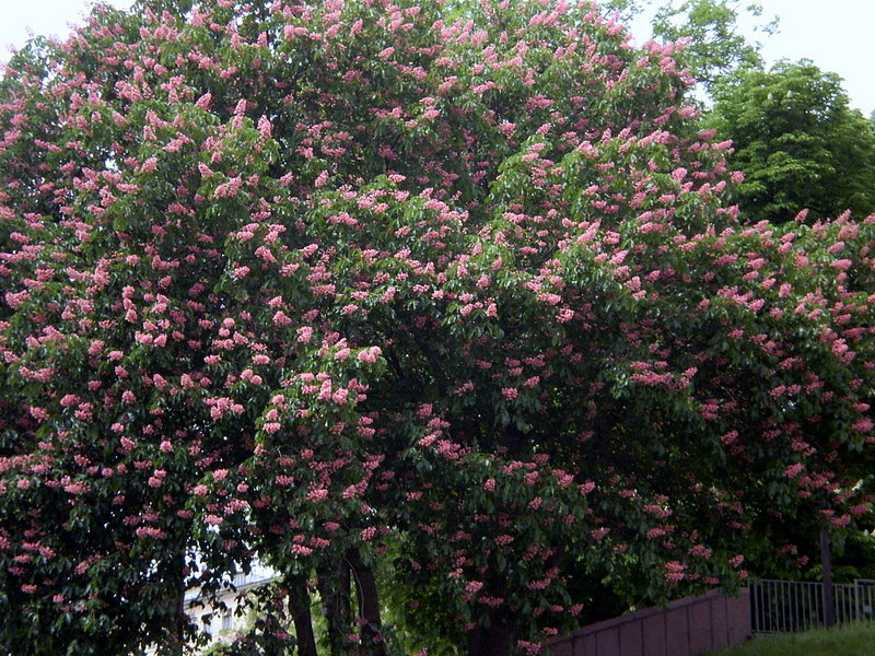 Image of Aesculus &times; carnea specimen.