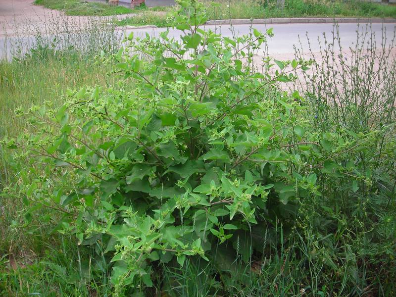 Image of Arctium minus specimen.