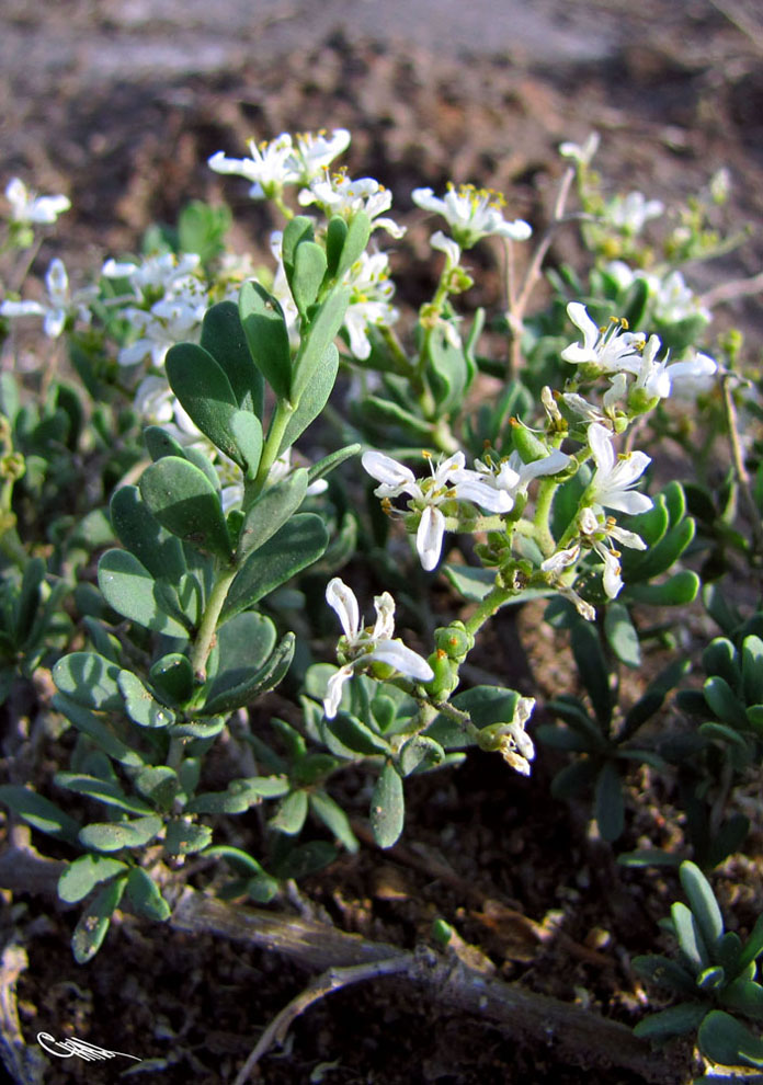 Image of Nitraria sibirica specimen.