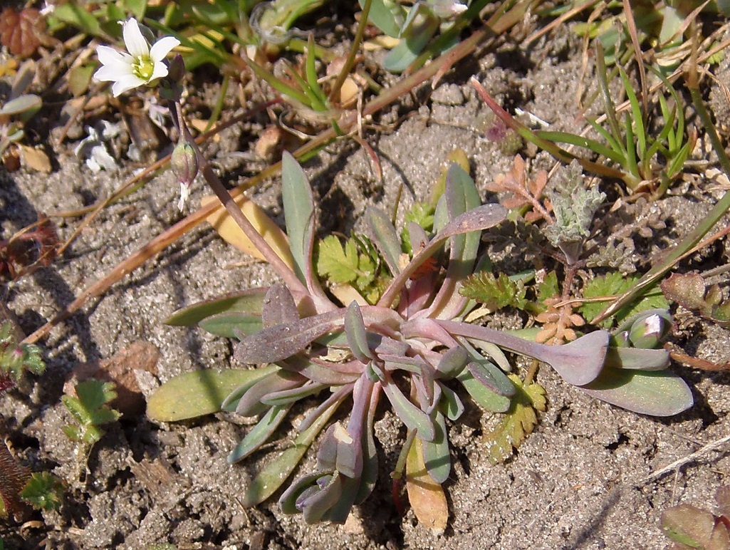 Image of Holosteum umbellatum specimen.