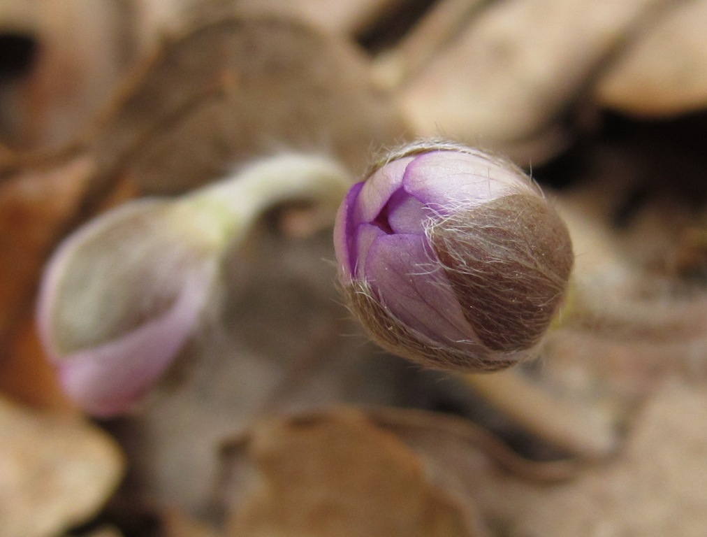 Изображение особи Hepatica nobilis.