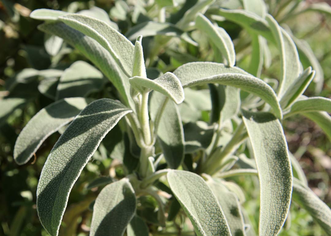 Изображение особи Phlomis fruticosa.