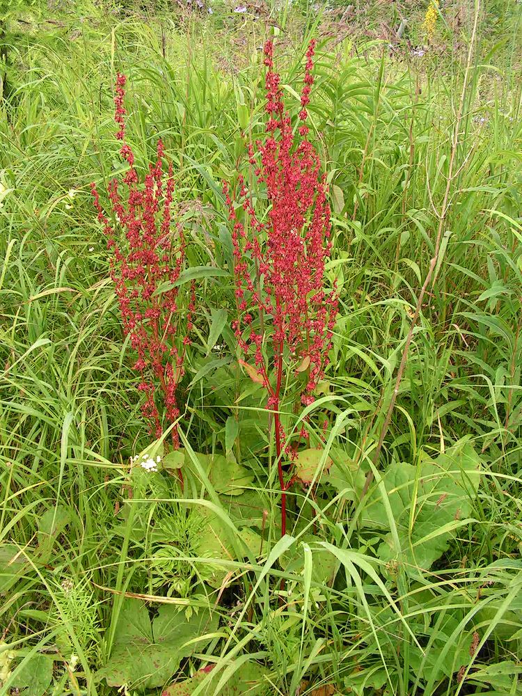 Image of genus Rumex specimen.