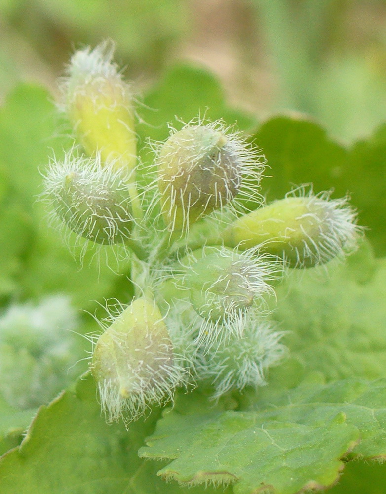 Image of Chelidonium majus specimen.