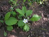 Primula vulgaris. Цветущее растение. Азербайджан, Лерикский р-н, окр. Лерика. 03.05.2014.