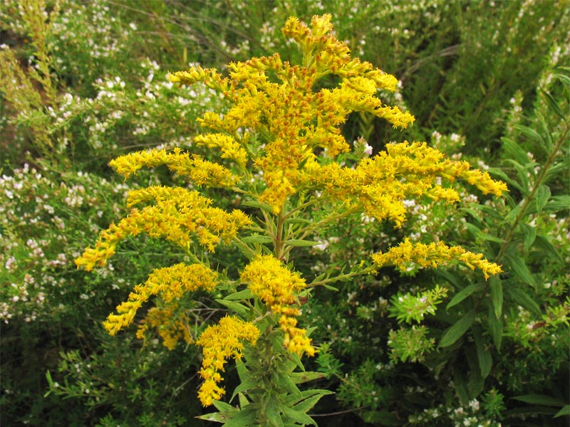 Изображение особи Solidago altissima.