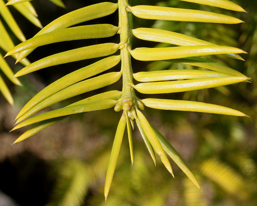 Image of Torreya nucifera specimen.